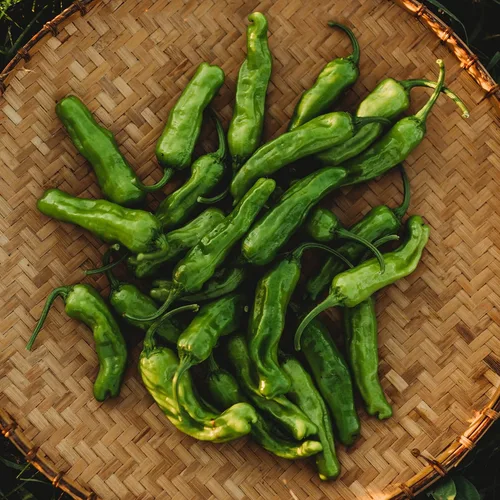 Miniatura 3 de Shishito Pepper - 25 semillas - Variedad de pimienta japonesa, semillas de vegetales sin OMG para plantar en el jardín de la casa, Thresh Seed