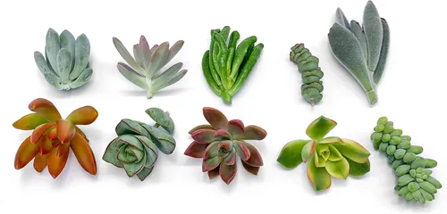 Miniatura 3 de 7 esquejes de suculentas vivas, sin raíces en las plantas, plantas suculentas vivas, ideal para terrarios, mini plantas iniciales de jardín por The