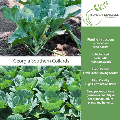 Miniatura 2 de Georgia Southern Collards Seeds para plantar, más de 500 semillas tradicionales por paquete, semillas de jardín de Isla