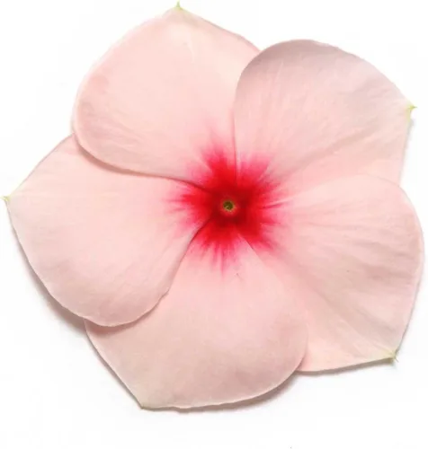 Semillas de jardín de flores de Vinca - Serie Pacifica XP - Albaricoque - 1000 Semillas - Semilla Anual de Jardinería de Flores