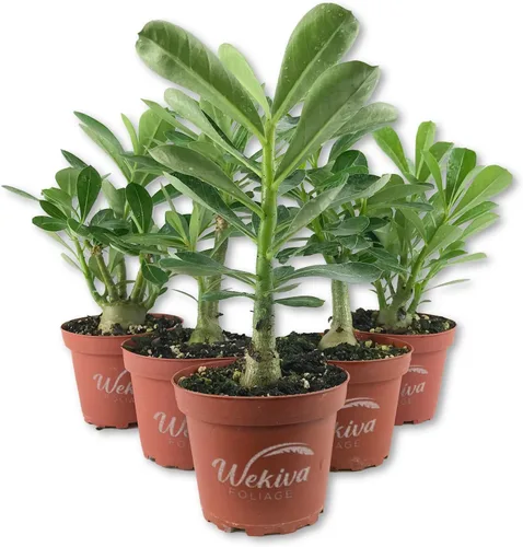 Miniatura 8 de Planta de rosa del desierto – 3 plantas vivas en macetas de 4 pulgadas – Adenium Obesum – Dramática suculenta con poca agua
