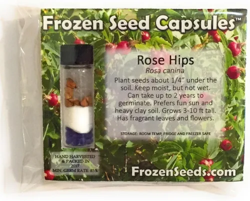 Miniatura 2 de Rosa mosqueta (Rosa canina) - Cultiva ahora o almacena para futuras plantaciones - Cápsula de 10 semillas