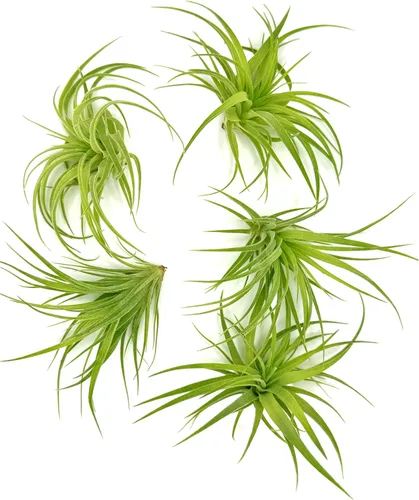 Miniatura 40 de ragnaroc Planta de Aire Viva – Tillandsia Capiput, Jumbo 6-9” - 2 unidades - Llegada Viva Garantizada - Plantas de Casa para Decoración del Hogar