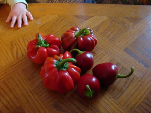 Miniatura 3 de 100 Pimiento Pimiento (rojo dulce Pimientio/Italianelle/Queso, Asado, Freír Pimienta) Capiscum Annuum