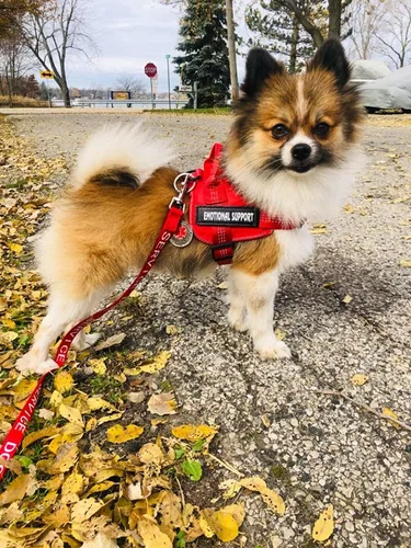 Miniatura 3 de voopet - Arnés para perro de servicio, mascota de asistencia o apoyo emocional - Reflectante, transpirable y ajustable, sin tirones - Para perro Rojo