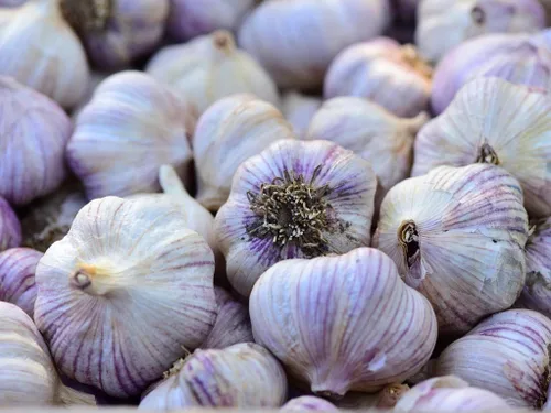 Bombilla de ajo (8 onzas), bombilla de ajo de cuello duro siberiano fresco para plantar y cultivar tu propio ajo o comer