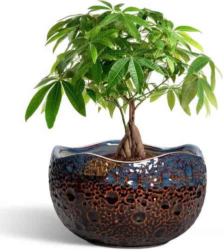 Miniatura 9 de Macetas de Cerámica Thirtypot - Maceta de 4 Pulgadas con Agujero de Drenaje, Macetas Pequeñas para Plantas de Interior y Exterior, Maceta Redonda