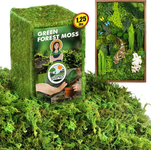 DUSPRO Musgo Verde Mejorado para Manualidades, Musgo Real de Bosque en Plantas en Maceta, Musgos Decorativos para Centros de Mesa de Boda, Navidad,