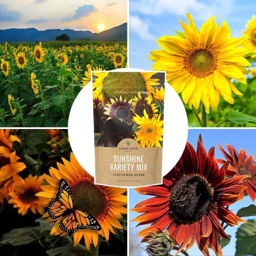 Miniatura 9 de Semillas de girasol a granel, variedad de 10 tipos de hermosos girasoles, bolsa de 1/4 de libra, semillas de girasol polinizadas abiertas
