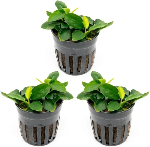 Miniatura 70 de SubstrateSource Plantas vivas – Anubias Hastifolia (Anubias hastifolia) – Luz baja a moderada, hojas en forma de flecha de color verde medio a