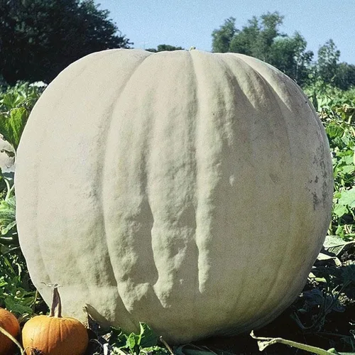 Show Winner Semillas de calabaza gigante de 1 onza ~ 4,570 semillas - Cucurbita Maxima - Sin OMG, reliquia - Calabazas de 250 a 400 libras - Uso