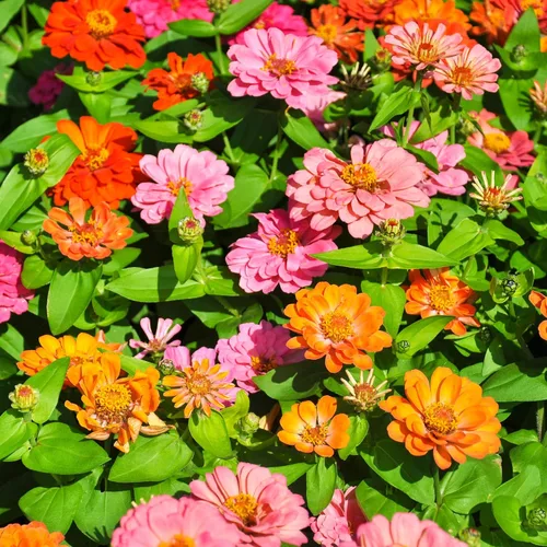 Miniatura 6 de Park Seed Zinnia - Semillas para plantar flores, fáciles de cultivar, perfectas para jardín de primavera, naranja profusión, paquete de 25