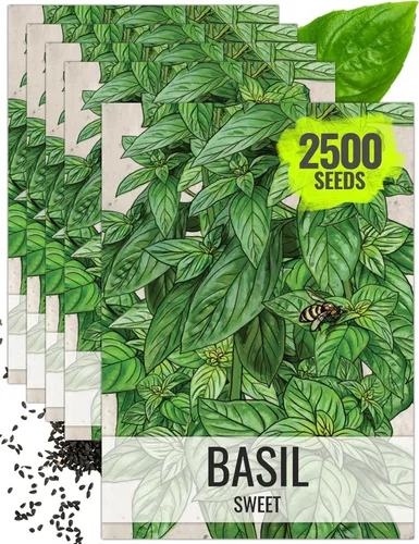 Miniatura 42 de Seed Needs Semillas de albahaca para plantar hierbas de albahaca tailandesa, sin OMG y semillas de hierbas sin tratar para cultivar un jardín