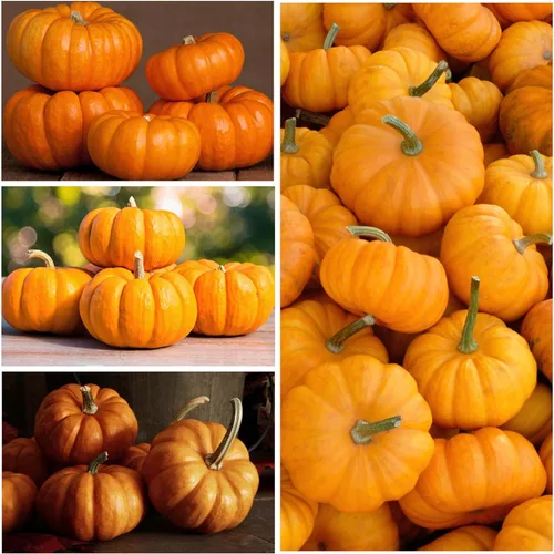 Miniatura 2 de Seed Needs Semillas de calabaza para plantar mini calabazas Jack Be Little – Herencia sin OMG y sin tratar para plantar un huerto al aire libre