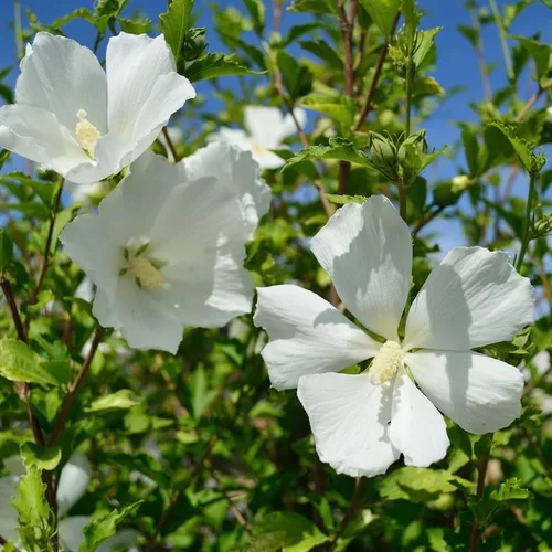 1 rosa blanca de Sharon plantas vivas para plantar, plantas de flores de hibisco Althea, plantas de hibisco siriaco viven en un recipiente de cuarto