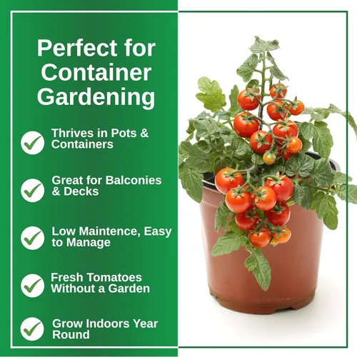 Miniatura 5 de TKE Farms & Gardens - Semillas de tomate Tiny Tim para plantar, más de 60 semillas tradicionales sin OMG, tomates cherry compactos para espacios