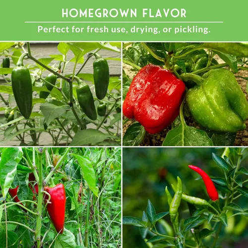 Miniatura 4 de 8 Colección de semillas de pimiento Variedades autóctonas – Marconi, Chocolate Beauty, Cayenne y más Semillas no transgénicas para plantar