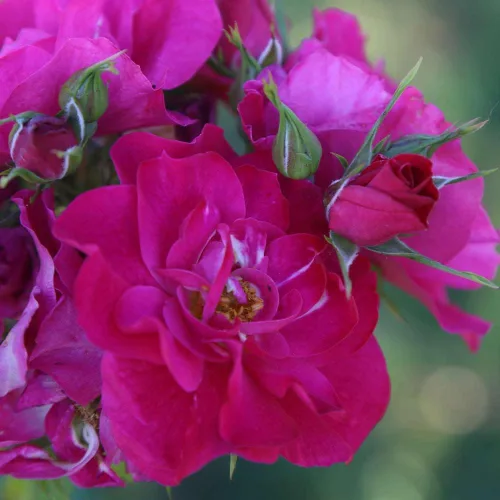 Miniatura 4 de Heirloom Roses Planta de rosas - John Cabot Rose Bush, planta viva resistente para plantar al aire libre