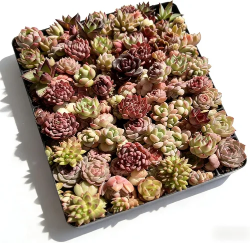 Paquete de 100 plantas suculentas vivas, suculentas surtidas a granel, raíz desnuda a granel, mini plantas suculentas vivas, plantas suculentas