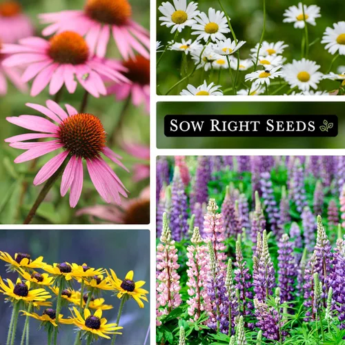 Miniatura 5 de Sow Right Seeds - Colección de semillas de jardín de 5 flores perennes para plantar - Russell Lupine, Susan de ojos negros, margarita Shasta