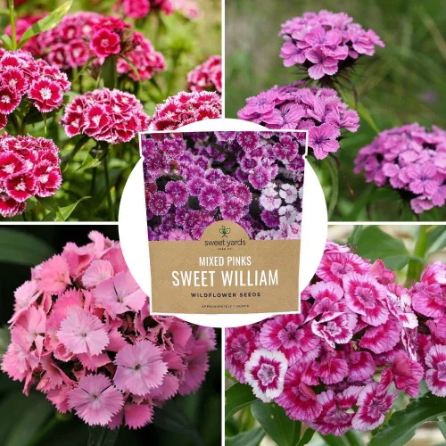 Miniatura 9 de Semillas Sweet William - Colores rosados mezclados - Paquete extra grande de 1 onza - Más de 30,000 semillas de flores polinizadas abiertas sin OMG