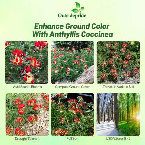 Miniatura 2 de Outsidepride 100 semillas perennes de flores rojas Anthyllis semillas de cobertura del suelo para plantar