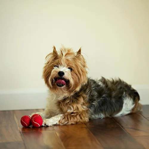 Miniatura 2 de Midlee Mini pelotas de tenis para perros, color rojo, 1.5 pulgadas, paquete de 12 pelotas de tenis pequeñas para mascotas