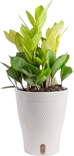 Miniatura 12 de Costa Farms – Planta de Pothos Albo Variegado viva en maceta auto-regante, purificadora de aire para interior, perfecta para decoración del hogar