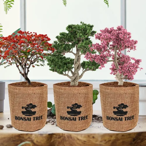 Miniatura 3 de Meekear Kit de árbol bonsái con kit completo de iniciación de crecimiento, gran regalo de bricolaje para cultivar en maceta para adultos