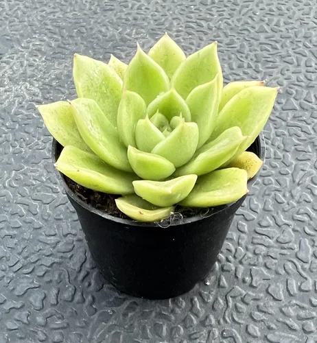 Miniatura 3 de Sprout N Green Echeveria 'Gilva', planta suculenta viva totalmente enraizada en macetas de 2 pulgadas con mezcla de tierra, planta de interior real