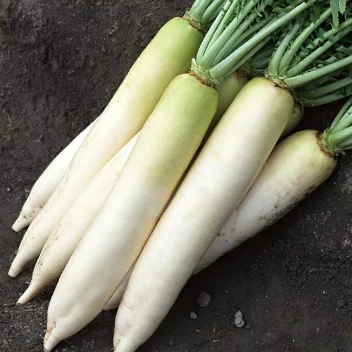 Rábano Daikon – 1/4 LB ~ 10,700 semillas – Sin OMG, reliquia, polinizado abierto – Semillas de hortalizas, germinación y micro verduras