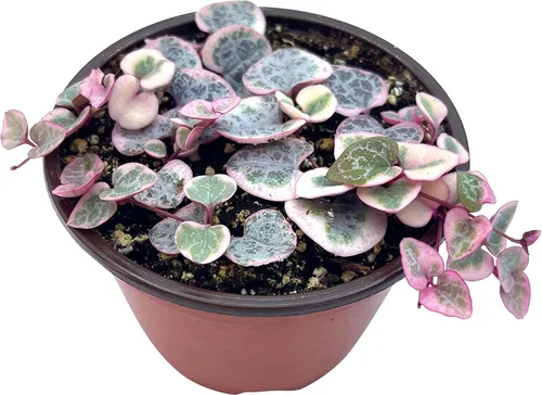 Miniatura 7 de Planta suculenta viva de 4 pulgadas con cuerda de corazones variegada, plantas suculentas vivas, plantas suculentas enraizadas, planta colgante