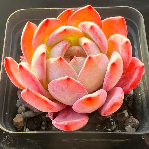 Miniatura 6 de Echeveria Agavoides - Plantas suculentas vivas raras de dragón azul, 1 maceta de cabeza de 2.5 pulgadas, planta viva naranja, excluye maceta