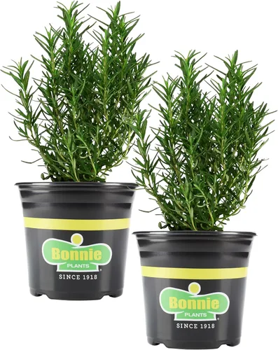 Miniatura 11 de Bonnie Plants Planta aromática comestible de hierbas aromáticas de romero vivo, paquete de 4, perenne en las zonas 8 a 10, ideal para cocinar y asar