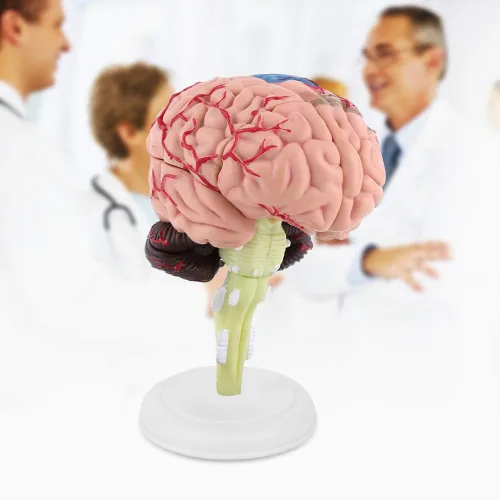 Miniatura 4 de Modelo de cerebro humano, modelo cerebral anatómico médico con arterias para ciencias Exhibición de estudio en el aula Modelo médico de enseñanza