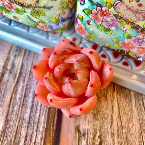 Miniatura 4 de Echeveria - Kit de suculentas de vino tinto y champán, con maceta de plástico, 1 cabeza de planta viva de 2 pulgadas, suelo comprimido y guía