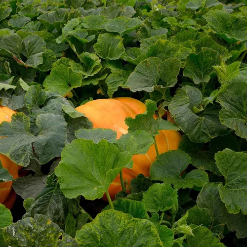 Miniatura 2 de Eden Brothers Semillas de calabaza – Semillas gigantes sin OMG del Atlántico para plantar, paquete Semillas vegetales de alto rendimiento y rápido