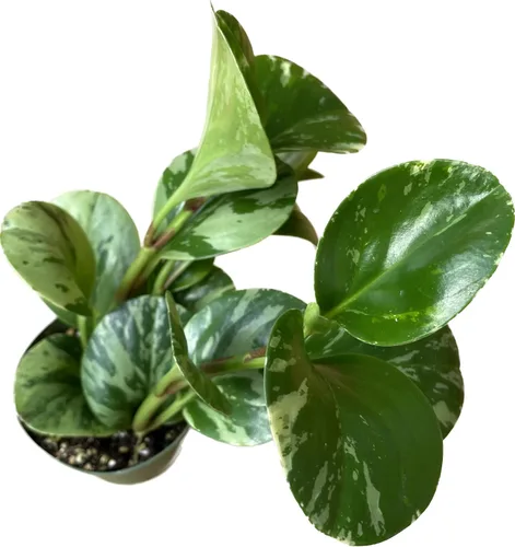 Miniatura 7 de Planta de caucho vivo – Mármol Peperomia – Mármol Peperomia Obtusifolia abigarrado – Disponible en macetas de 3, 4 y 6 pulgadas – Vendedor de CA