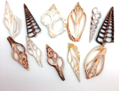 Miniatura 12 de PEPPERLONELY 20 piezas de estrombo de corte central Canarium Sea Shells, 2 pulgadas ~ 2-1/2 pulgadas