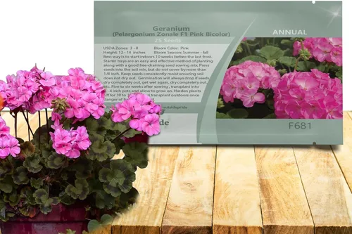 Outsidepride Semillas de geranio bicolor rosa para plantar, 25 piezas anuales, tolerantes al calor y la sequía semillas de flores con follaje verde