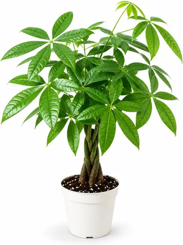 Miniatura 5 de Agloanema Garnet House Plant, Chinese Evergreen Live Plant for Indoor Spaces, Colorful Aglaonema Live Plant, Feng Shui Plants Live Houseplants for