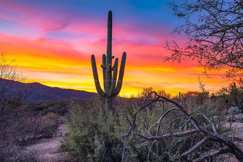 Southwestern Photography Print (Not Framed) Picture of Saguaro Cactus at Sunrise in Sonoran Desert near Tucson Arizona Western Wall Art Nature Decor