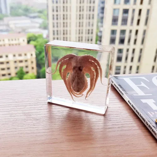 Miniatura 6 de Muestras de pulpo reales en manualidades de pisapapeles de resina, colección de taxidermia de animales para educación científica y adorno