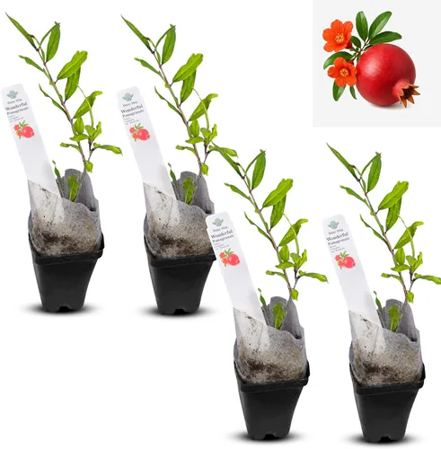 Miniatura 51 de Hibisco Rosa. rosa-sinensis. Planta Viva - Hibisco Tropical en Flor, Flores Bonitas, Usado en Té y Jugo (4 Copas de Hibisco Rosa)