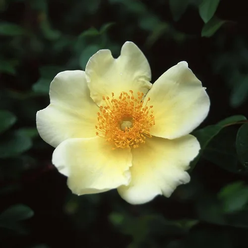 Miniatura 6 de Rosas trepadoras de reliquia, planta de raíz propia viva para jardín al aire libre, insignia de oro CL, moderadamente fragante, zonas de resistencia