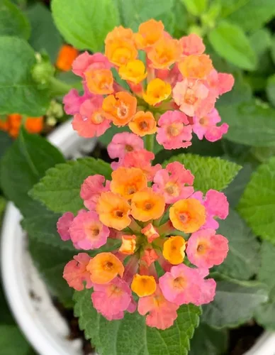 Miniatura 3 de Lantana - Planta viva para plantar al aire libre, juego de 2 plantas Lantana vivas, de 4 a 7 pulgadas de alto, plantas perennes Lantana, listas