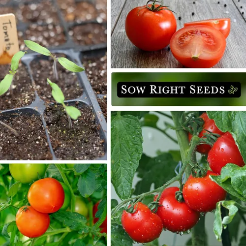 Miniatura 4 de Sow Right Seeds - Semillas de tomate Rutgers para plantar - Paquete de reliquia sin OMG con instrucciones para plantar y cultivar un huerto en casa