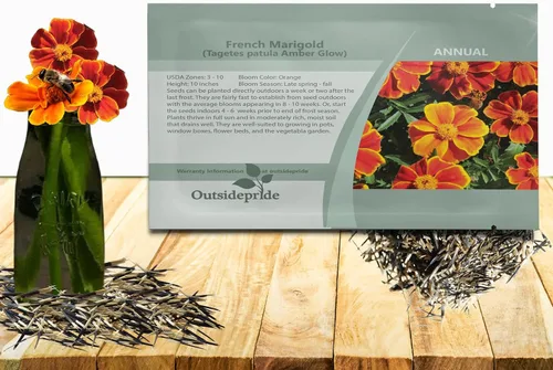 Outsidepride 100 semillas anuales Tagetes Patula Francesa Marigold Amber Glow Garden Flower Seeds para plantar