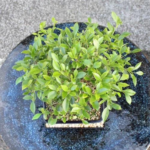 Miniatura 9 de Brussel's Bonsai Live Golden Gate Ficus - Árbol bonsái para interiores, grande, de 10 años, de 16 a 20 pulgadas, árbol bonsái vivo en maceta