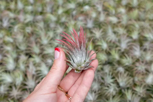 Miniatura 3 de Paquete de 25 plantas de aire grandes Ionantha Rubra surtidas, plantas suculentas vivas para el hogar, a granel, decoración para el hogar